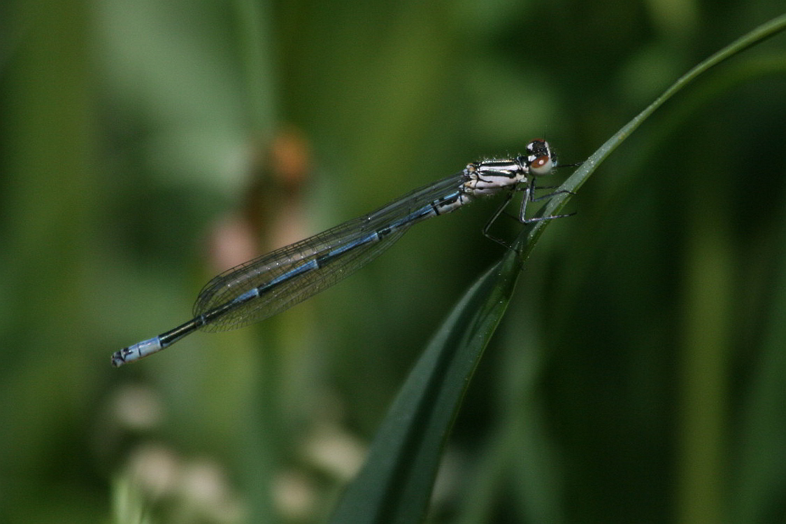 Coenagrion puella?